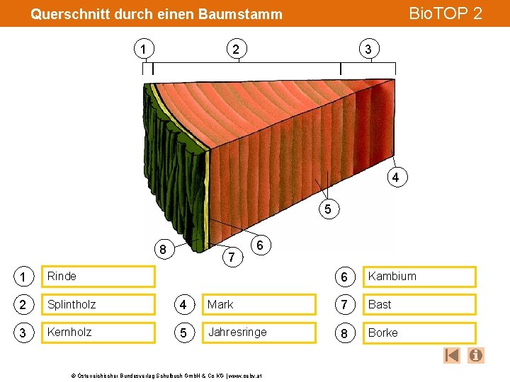 Bio. TOP 2 Querschnitt durch einen Baumstamm 1 2 3 4 5 8 7