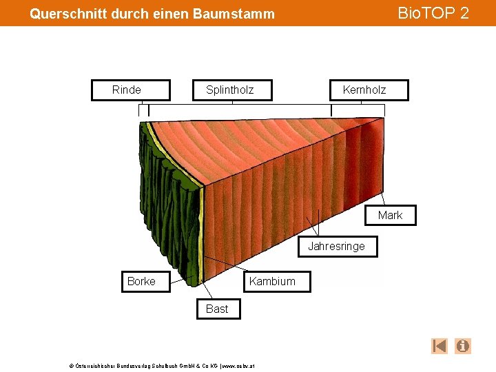 Bio. TOP 2 Querschnitt durch einen Baumstamm Rinde Splintholz Kernholz Mark Jahresringe Kambium Borke