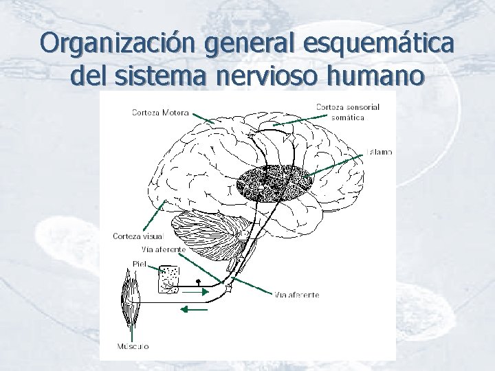 Organización general esquemática del sistema nervioso humano 