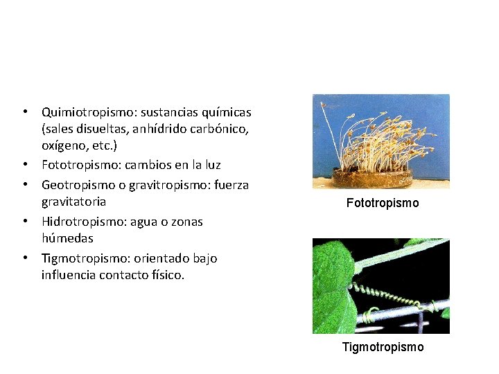  • Quimiotropismo: sustancias químicas (sales disueltas, anhídrido carbónico, oxígeno, etc. ) • Fototropismo: