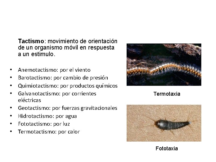 Tactismo: movimiento de orientación de un organismo móvil en respuesta a un estimulo. •