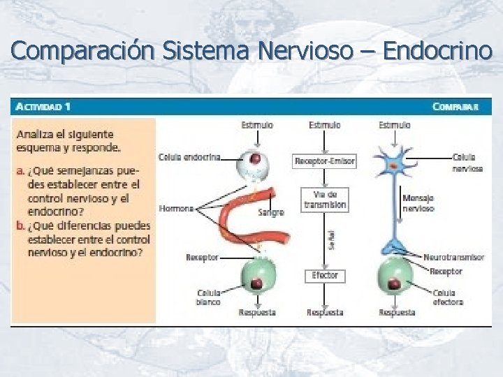 Comparación Sistema Nervioso – Endocrino 