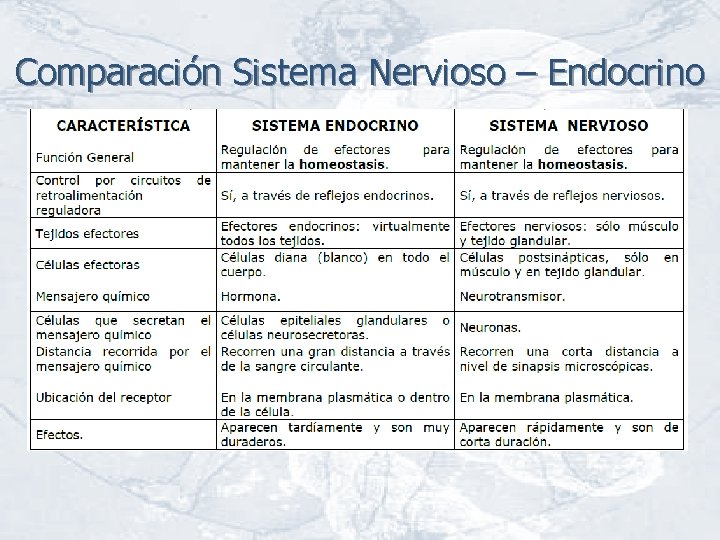 Comparación Sistema Nervioso – Endocrino 
