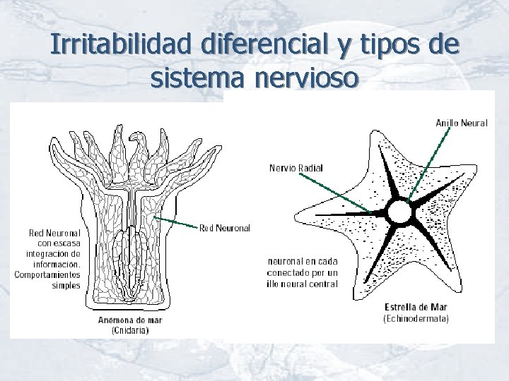 Irritabilidad diferencial y tipos de sistema nervioso 