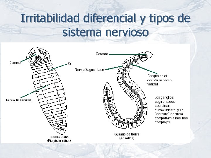 Irritabilidad diferencial y tipos de sistema nervioso 