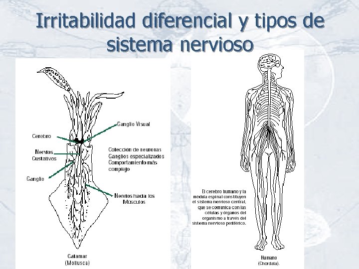 Irritabilidad diferencial y tipos de sistema nervioso 