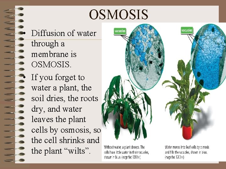 OSMOSIS • Diffusion of water through a membrane is OSMOSIS. • If you forget