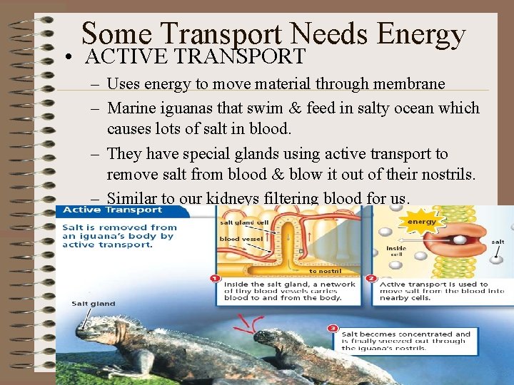 Some Transport Needs Energy • ACTIVE TRANSPORT – Uses energy to move material through