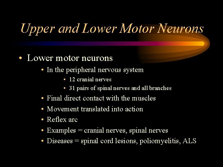 Upper and Lower Motor Neurons • Lower motor neurons • In the peripheral nervous