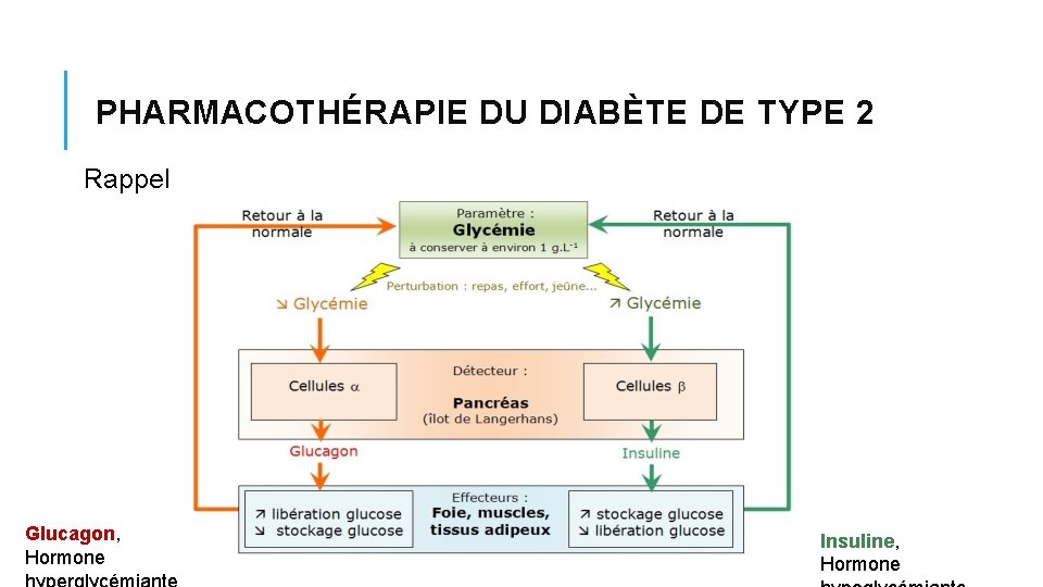 PHARMACOTHÉRAPIE DU DIABÈTE DE TYPE 2 Rappel Glucagon, Hormone Insuline, Hormone PHARMACOTHÉRAPIE DU DIABÈTE DE TYPE 2 Rappel Glucagon, Hormone Insuline, Hormone