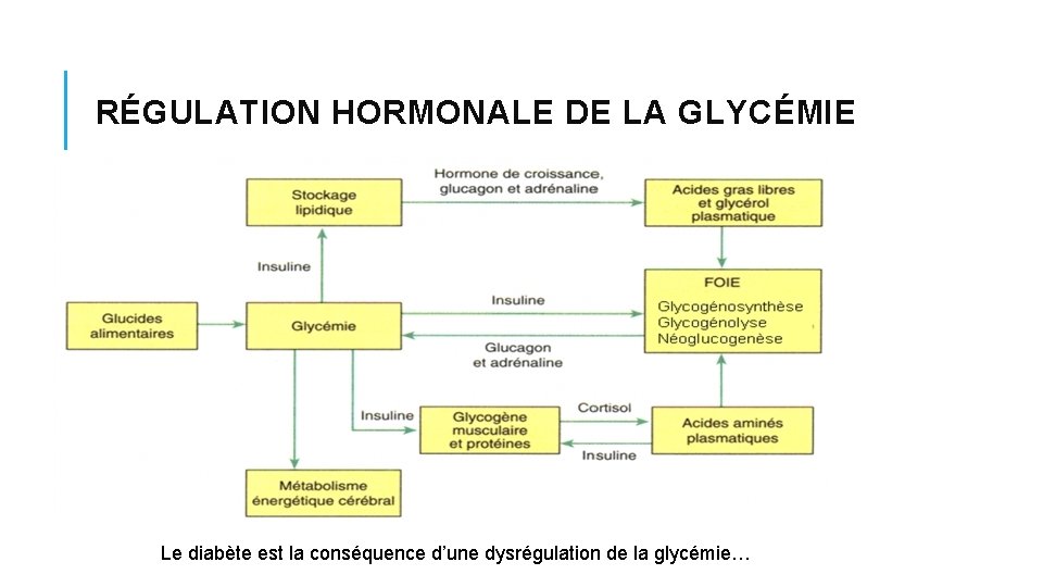 RÉGULATION HORMONALE DE LA GLYCÉMIE Le diabète est la conséquence d’une dysrégulation de la RÉGULATION HORMONALE DE LA GLYCÉMIE Le diabète est la conséquence d’une dysrégulation de la