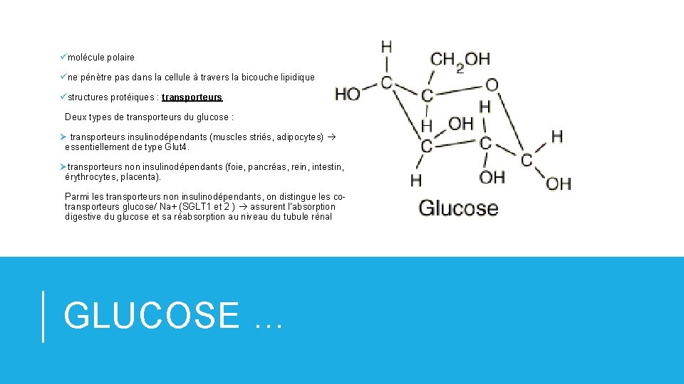 ümolécule polaire üne pénètre pas dans la cellule à travers la bicouche lipidique üstructures ümolécule polaire üne pénètre pas dans la cellule à travers la bicouche lipidique üstructures