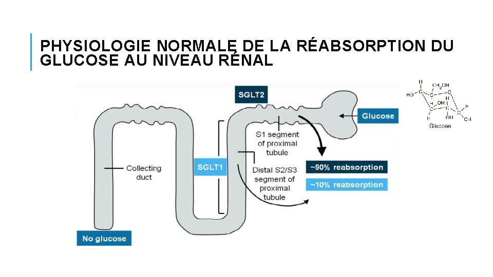 PHYSIOLOGIE NORMALE DE LA RÉABSORPTION DU GLUCOSE AU NIVEAU RÉNAL PHYSIOLOGIE NORMALE DE LA RÉABSORPTION DU GLUCOSE AU NIVEAU RÉNAL