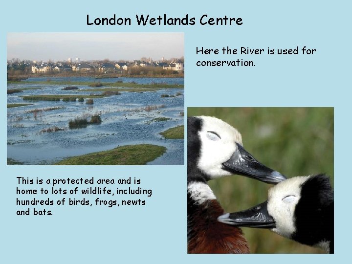 London Wetlands Centre Here the River is used for conservation. This is a protected