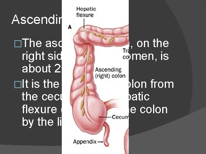 Ascending colon �The ascending colon, on the right side of the abdomen, is about