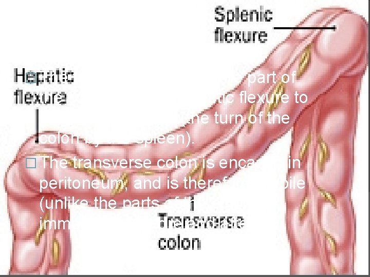 Transverse colon � The transverse colon is the part of the colon from the