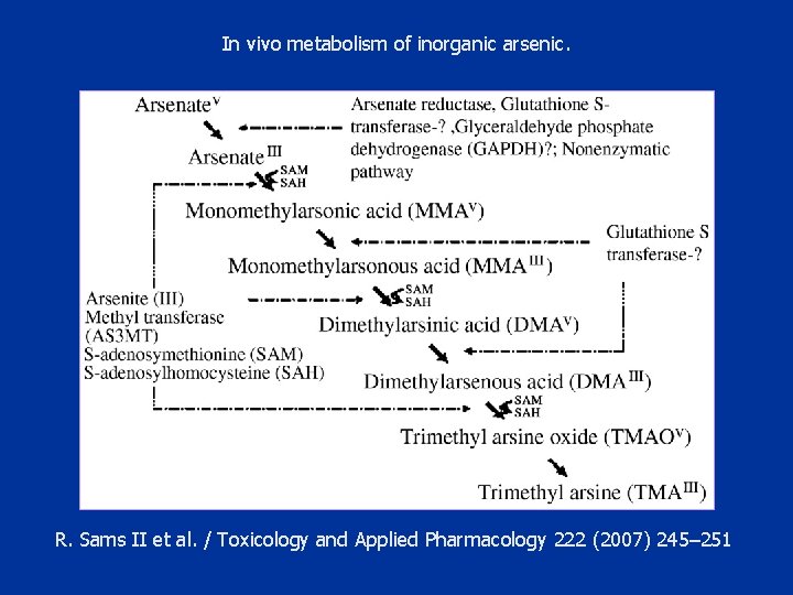 In vivo metabolism of inorganic arsenic. R. Sams II et al. / Toxicology and