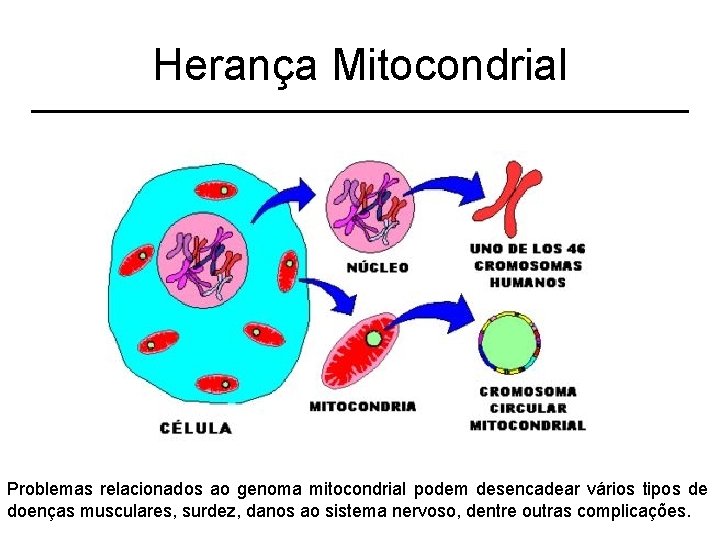 Herança Mitocondrial Problemas relacionados ao genoma mitocondrial podem desencadear vários tipos de doenças musculares,