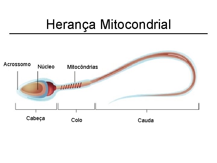 Herança Mitocondrial Acrossomo Núcleo Cabeça Mitocôndrias Colo Cauda 