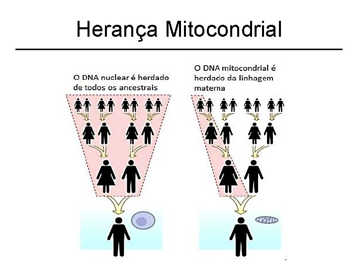 Herança Mitocondrial 