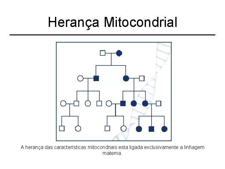 Herança Mitocondrial A herança das características mitocondriais esta ligada exclusivamente a linhagem materna. 