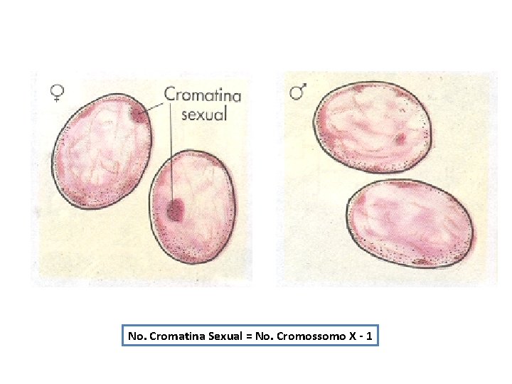 No. Cromatina Sexual = No. Cromossomo X - 1 