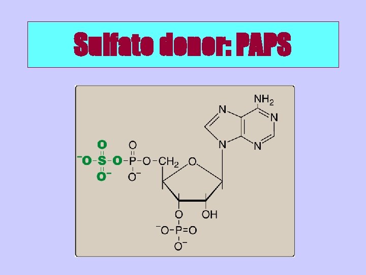 Sulfate donor: PAPS 