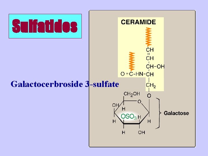 Sulfatides Galactocerbroside 3 -sulfate 