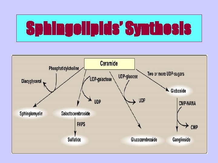 Sphingolipids’ Synthesis 