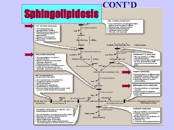 Sphingolipidosis CONT’D 