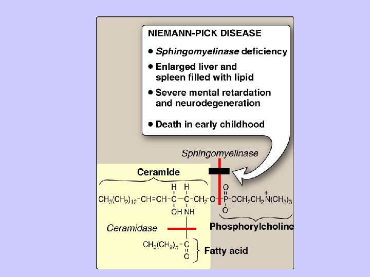 Niemann - Pick Disease 