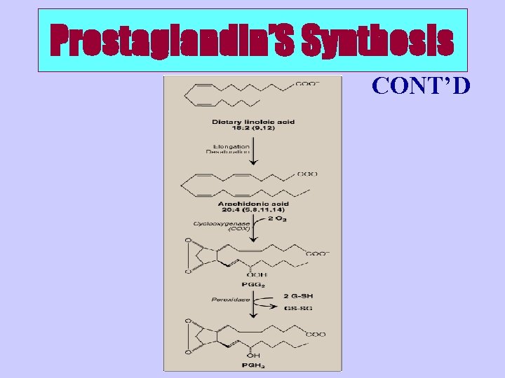 Prostaglandin’S Synthesis CONT’D 