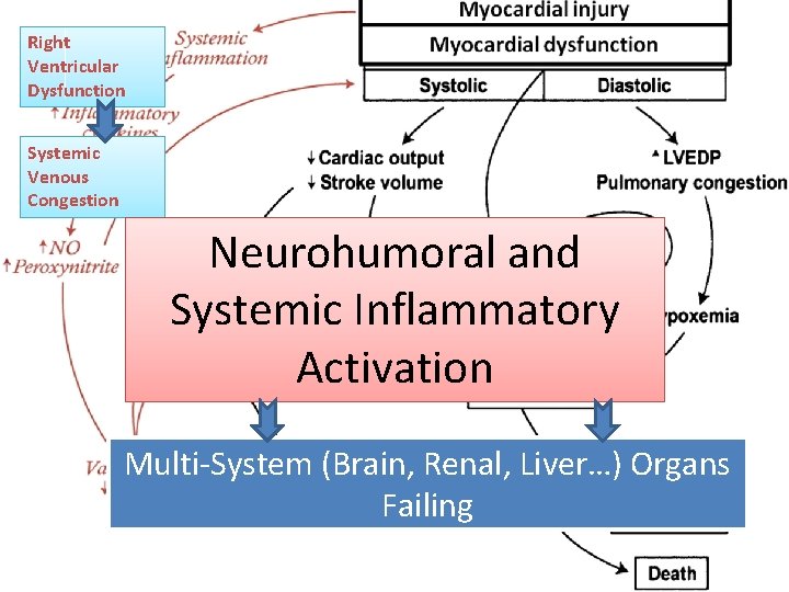 Right Ventricular Dysfunction Systemic Venous Congestion Neurohumoral and Systemic Inflammatory Activation Multi-System (Brain, Renal,