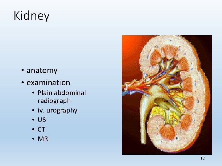 Kidney • anatomy • examination • Plain abdominal radiograph • iv. urography • US