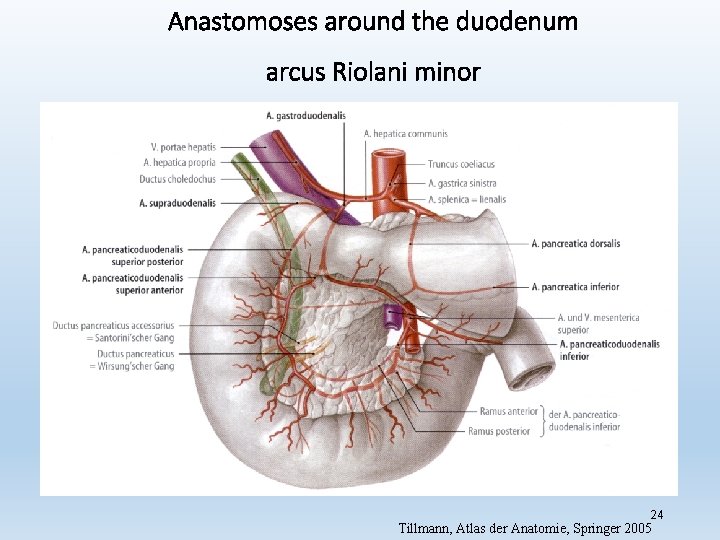 Anastomoses around the duodenum arcus Riolani minor 24 Tillmann, Atlas der Anatomie, Springer 2005