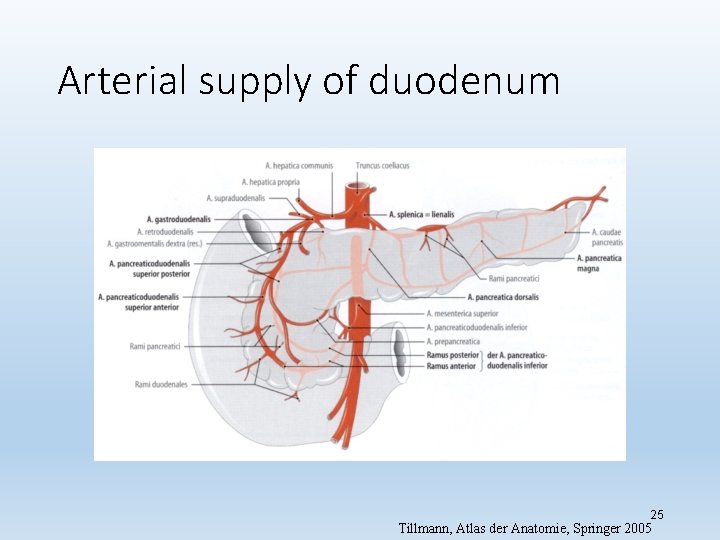 Arterial supply of duodenum 25 Tillmann, Atlas der Anatomie, Springer 2005 