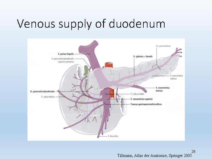 Venous supply of duodenum 26 Tillmann, Atlas der Anatomie, Springer 2005 