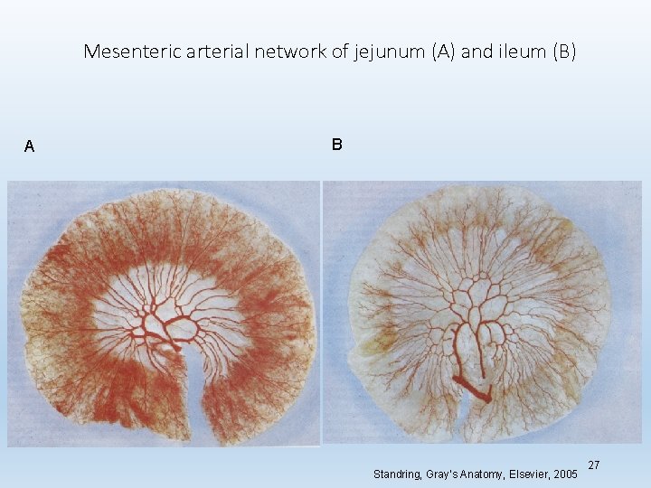 Mesenteric arterial network of jejunum (A) and ileum (B) A B Standring, Gray’s Anatomy,