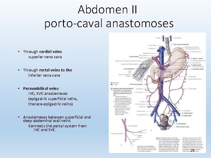 Abdomen II porto-caval anastomoses • Through cardial veins superior vena cava • Through rectal