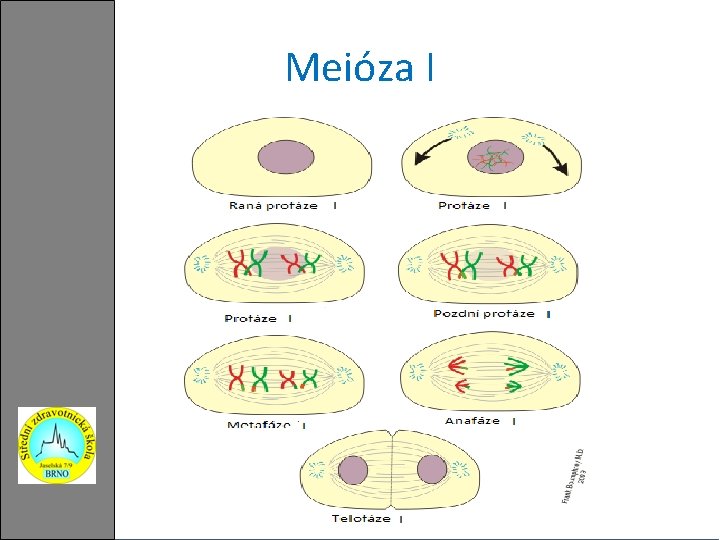 Meióza I 