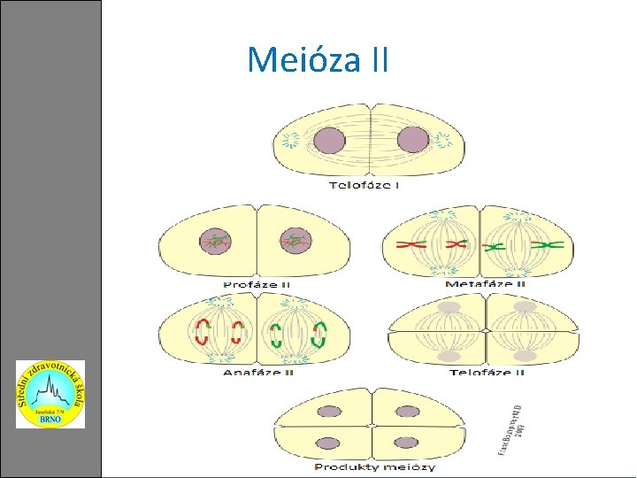 Meióza II 