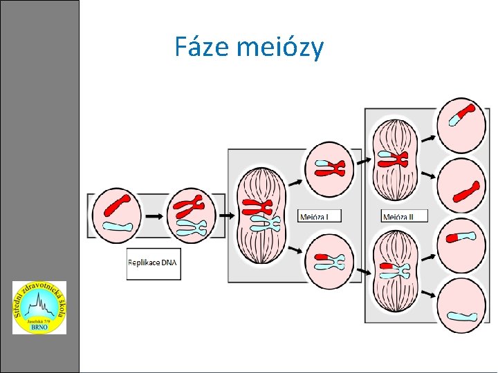 Fáze meiózy 