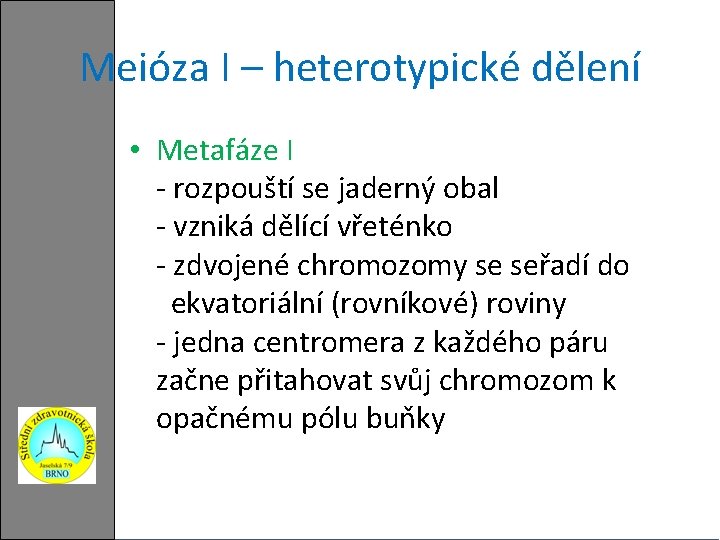 Meióza I – heterotypické dělení • Metafáze I - rozpouští se jaderný obal -