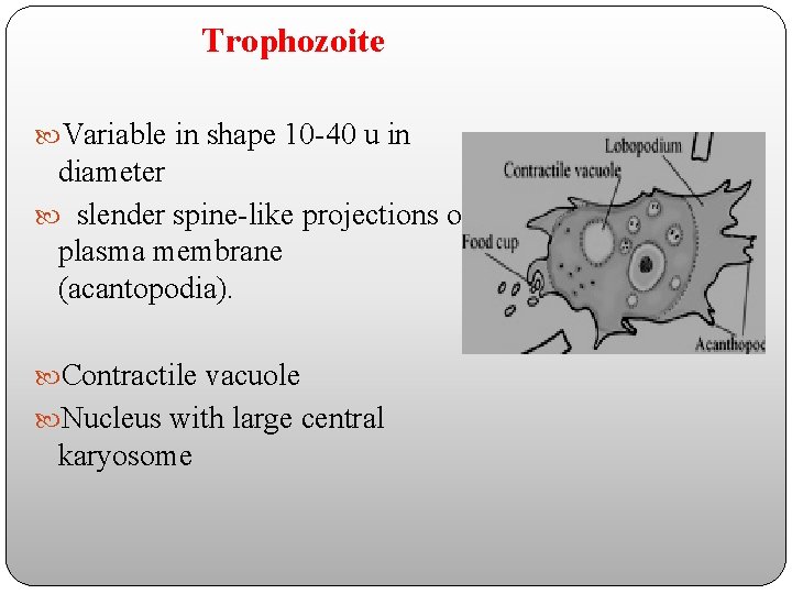 Trophozoite Variable in shape 10 -40 u in diameter slender spine-like projections of plasma