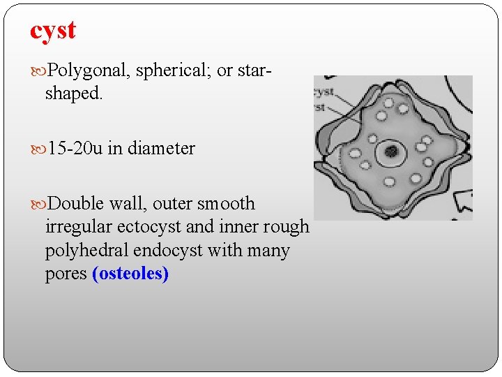 cyst Polygonal, spherical; or star- shaped. 15 -20 u in diameter Double wall, outer