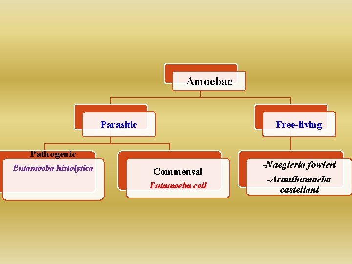 Amoebae Parasitic Free-living Pathogenic Entamoeba histolytica Commensal Entamoeba coli -Naegleria fowleri -Acanthamoeba castellani 