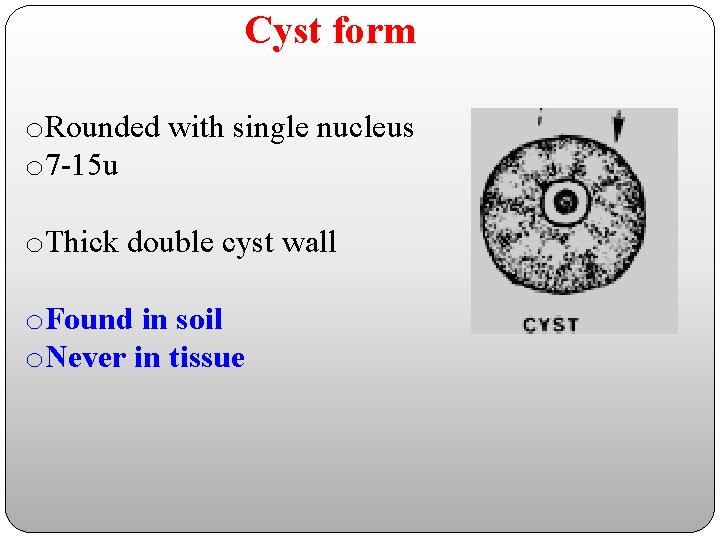 Cyst form o. Rounded with single nucleus o 7 -15 u o. Thick double