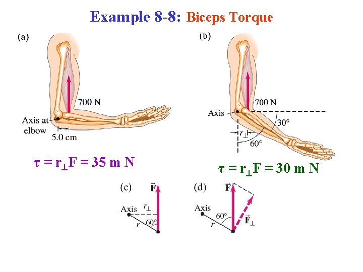 Example 8 -8: Biceps Torque τ = r F = 35 m N τ Example 8 -8: Biceps Torque τ = r F = 35 m N τ