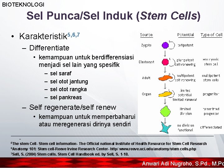 BIOTEKNOLOGI Sel Punca/Sel Induk (Stem Cells) • Karakteristik 5, 6, 7 – Differentiate •