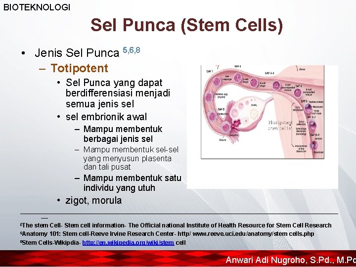 BIOTEKNOLOGI Sel Punca (Stem Cells) • Jenis Sel Punca 5, 6, 8 – Totipotent